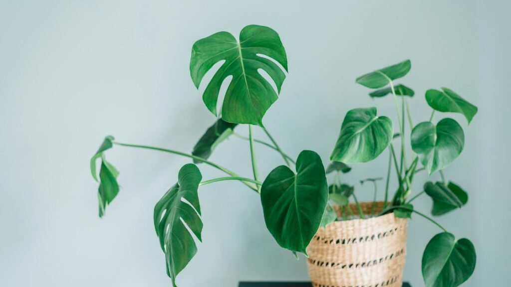 Monstera Plant Care