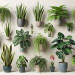 Air Purifying Indoor Plants