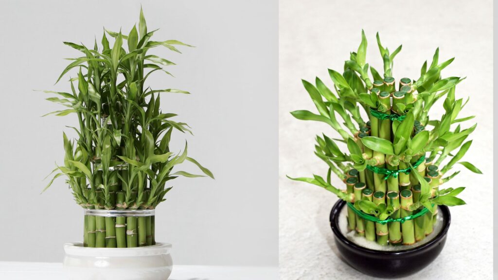 Bamboo Plants Care, Benefits, and Growing at Indoors