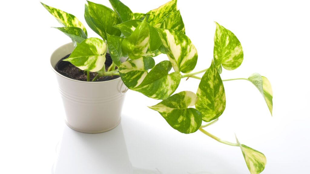 Pothos Plant