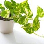 Pothos Plant