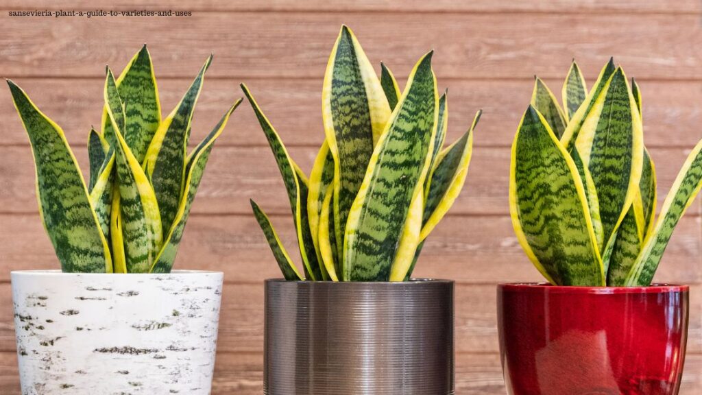 sansevieria-plant-a-guide-to-varieties-and-uses