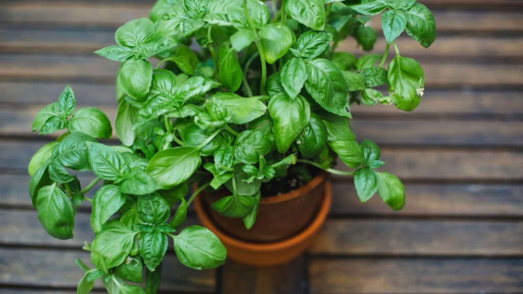 Basil Plant, Benefits of Seeds, Leaves & Different Languages