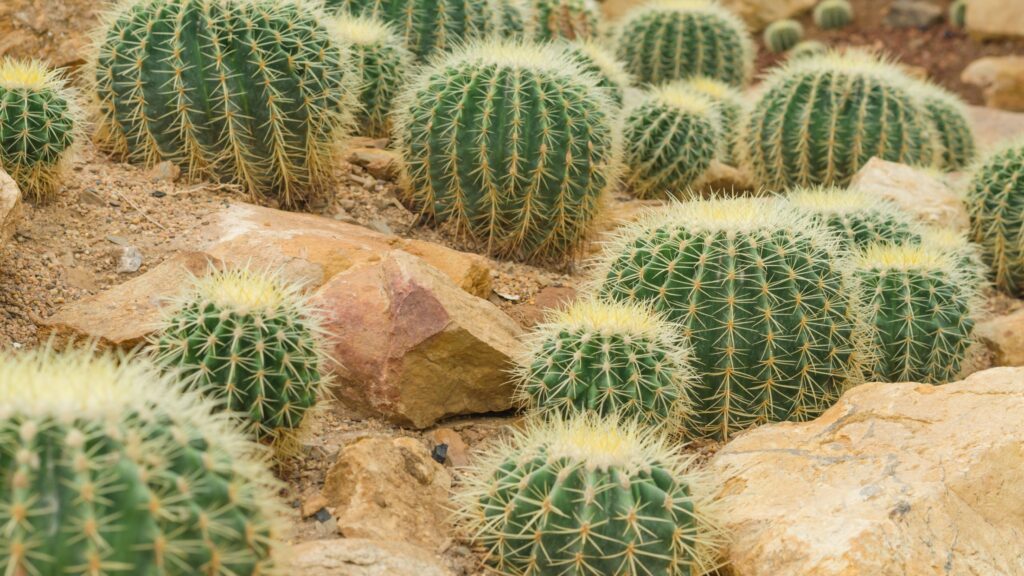 Cactus Plants Types,