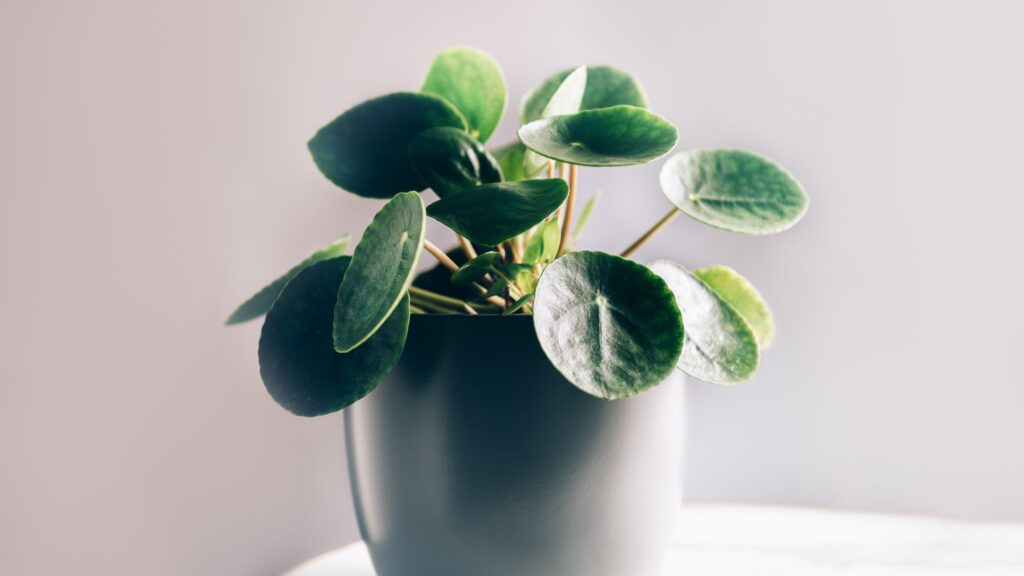 Chinese Money Plant, Care, Benefits, and Propagation