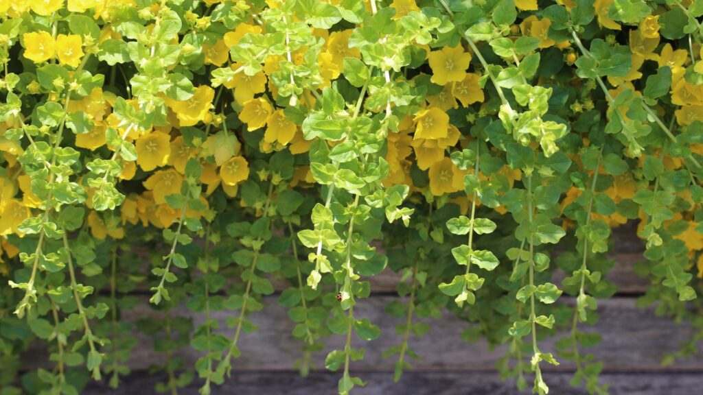 Creeping Jenny