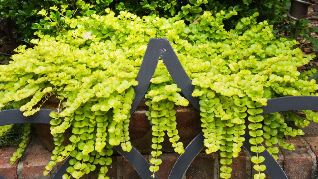 Creeping Jenny