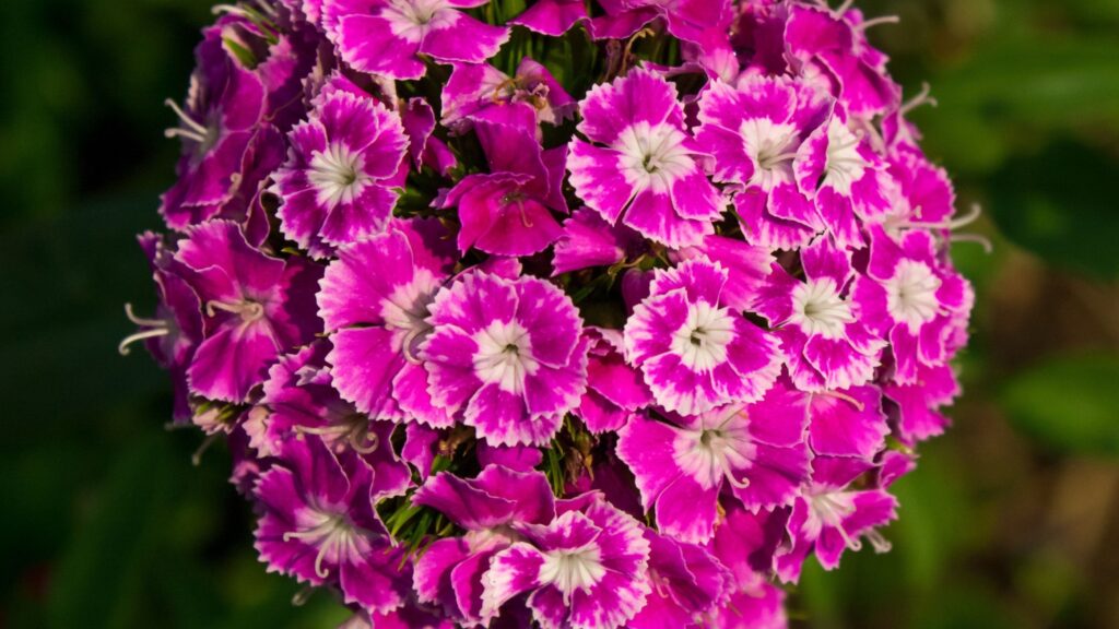 Dianthus