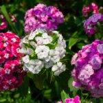 Dianthus