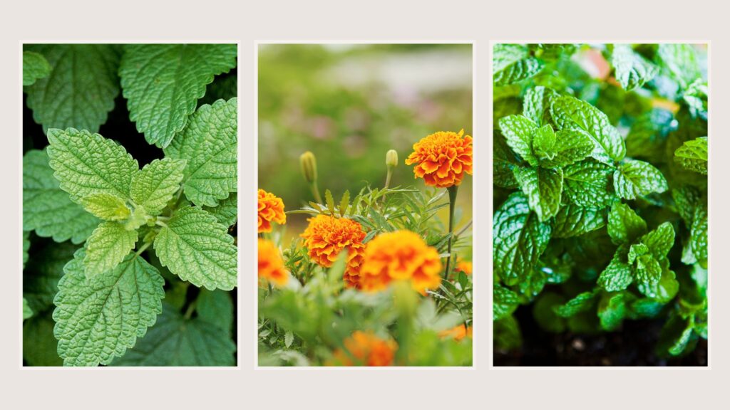 Fly Repellent Plants