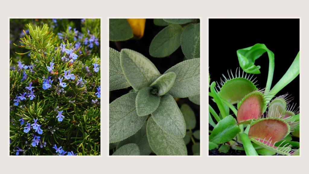 Fly Repellent Plants