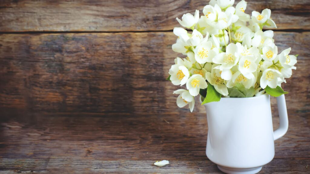 Jasmine Plant Indoor, Types, Care Tips, and Benefits