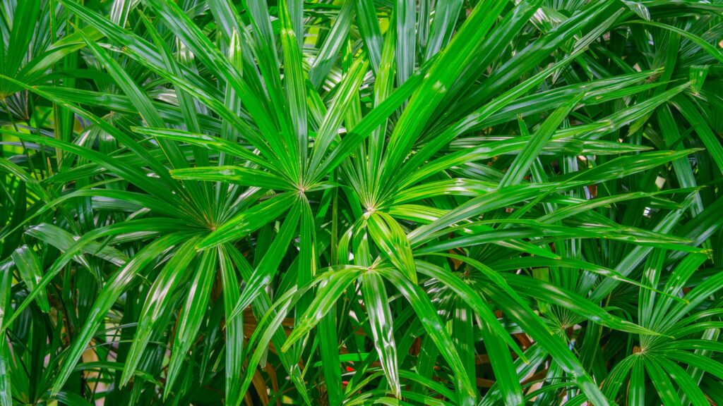 Lady Palm Plant Care & Guide to Indoor Gardening