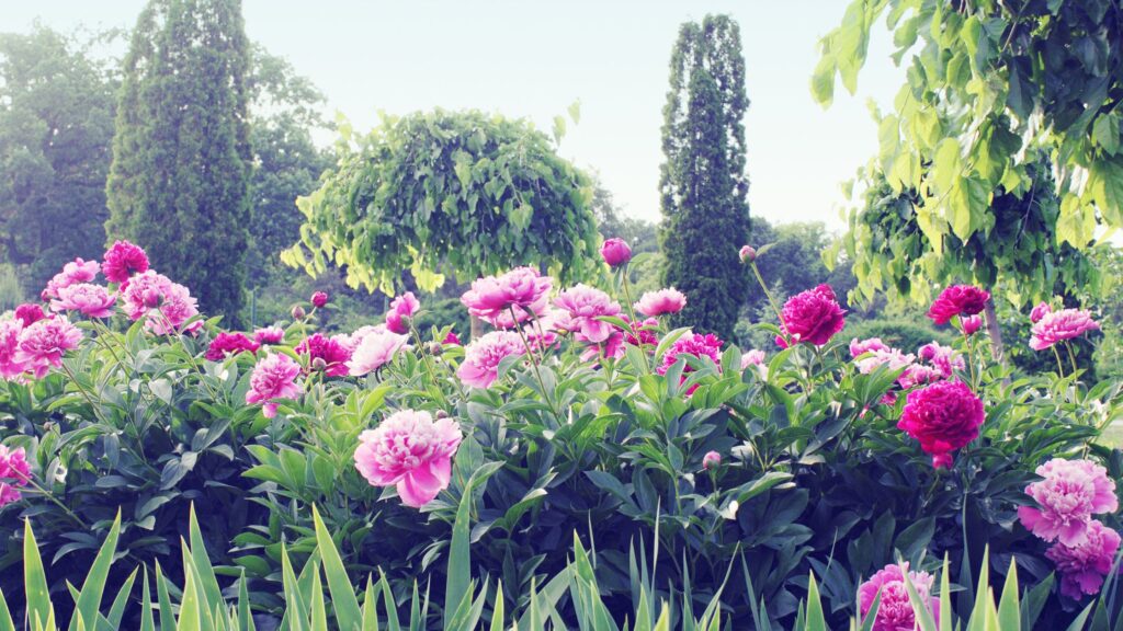 Peony Plant