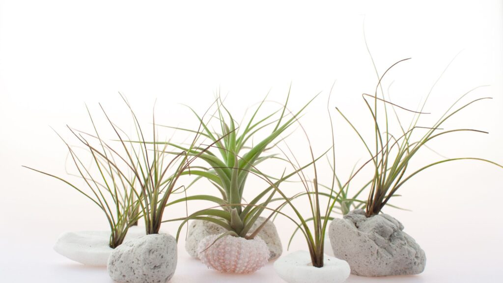 Air Plant Care, Benefits & Propagation The Complete Guide