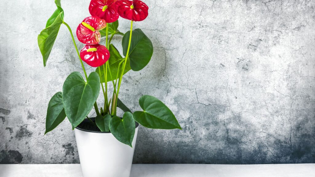 anthurium andraeanum benefits