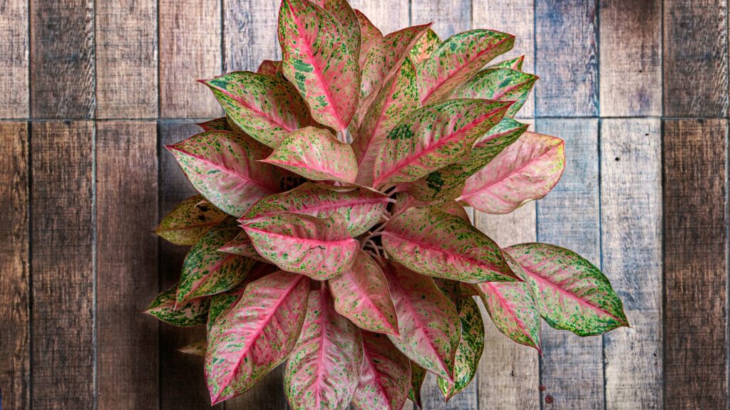 benefits of aglaonema plant