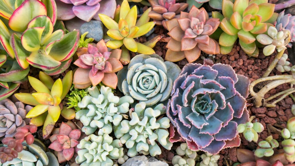 healing succulent plants