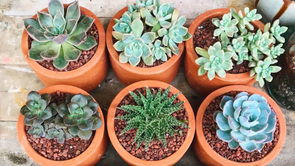 healing succulent plants 