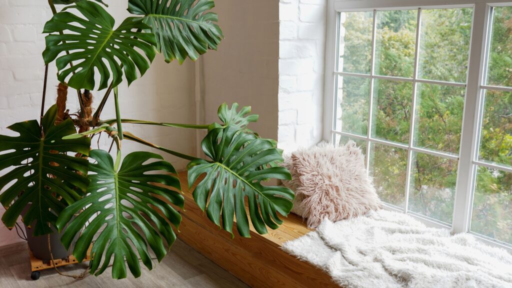 monstera plant disadvantages