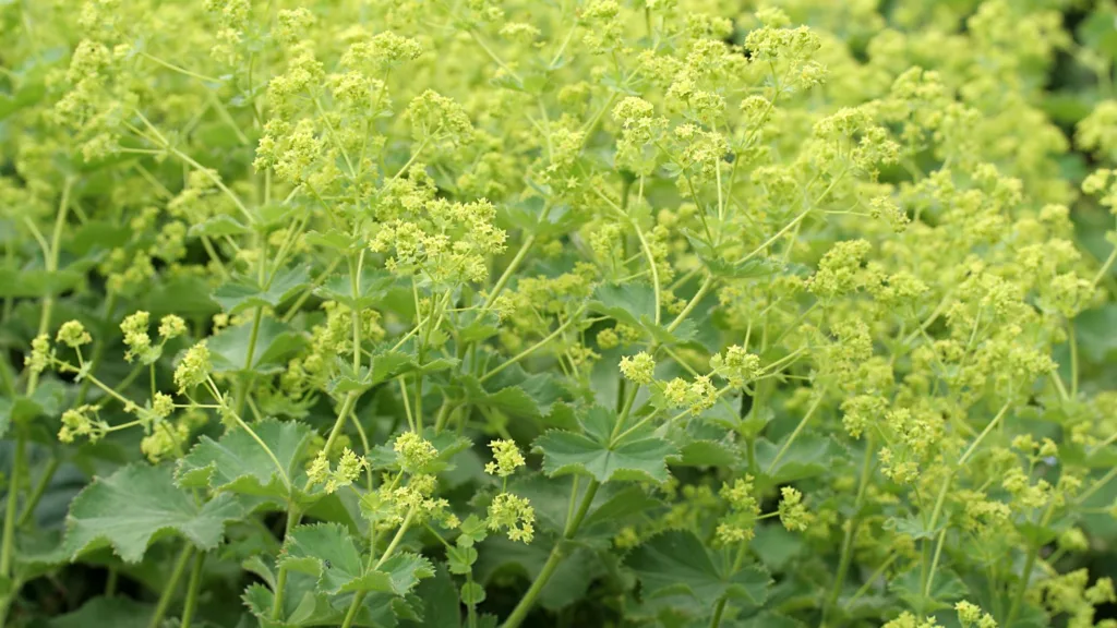 Alchemilla Mollis