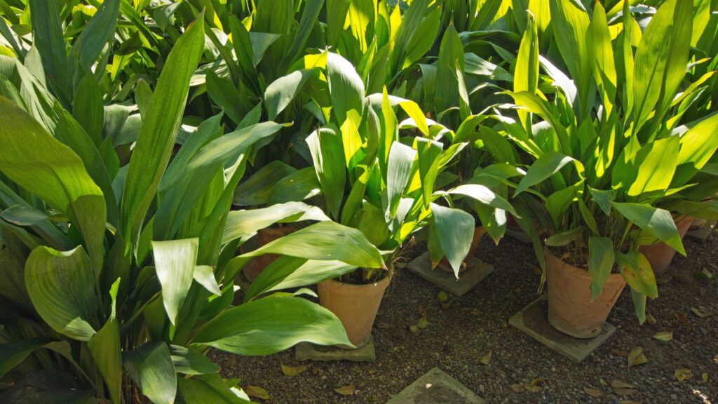 Aspidistra Plant Care