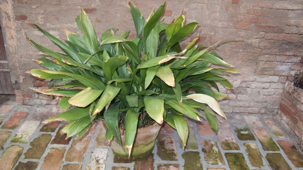 Aspidistra Yellow Leaves