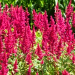 Astilbe