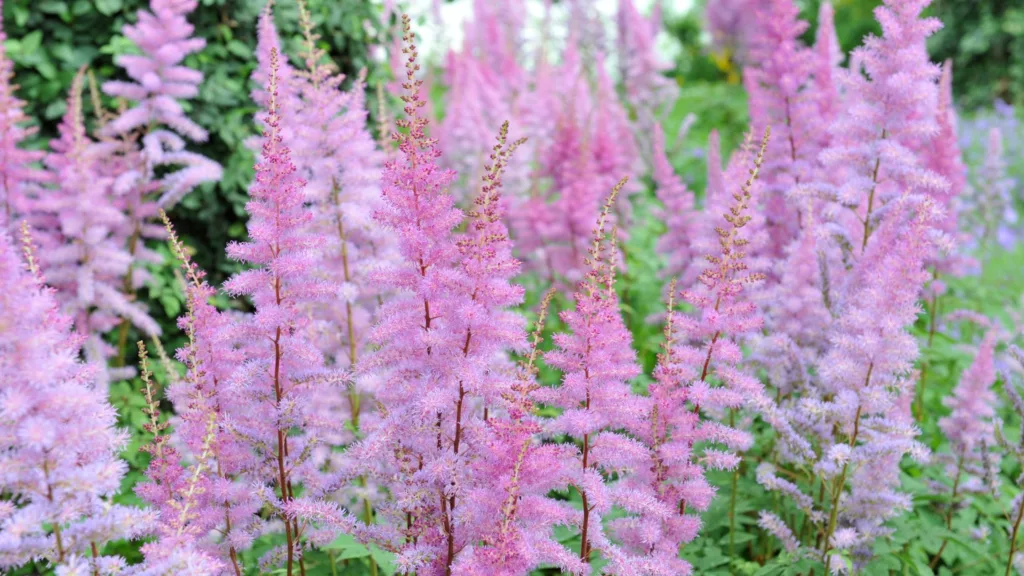 Astilbe