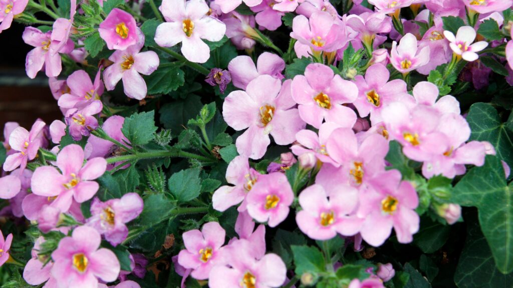 Bacopa-Pink-Plant