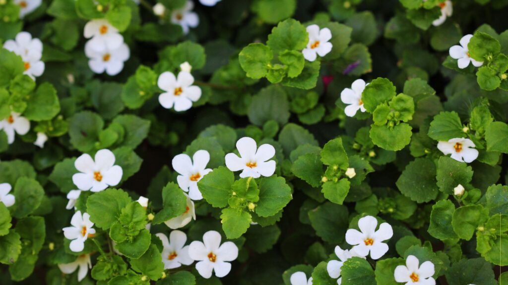 Bacopa Plant Care