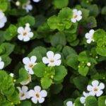 Bacopa Plant Care