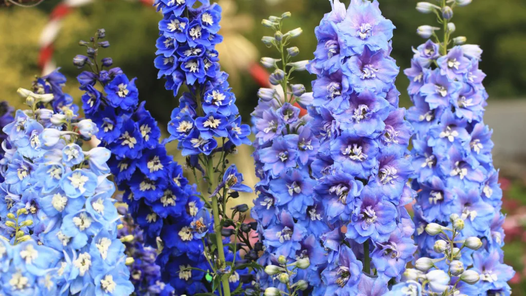 Blue Delphinium