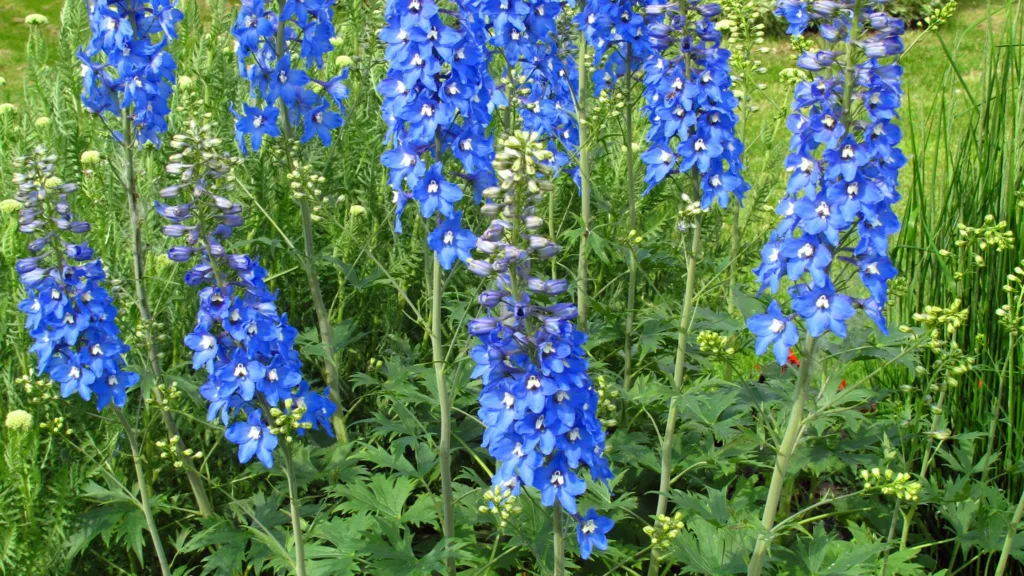 Blue Delphinium