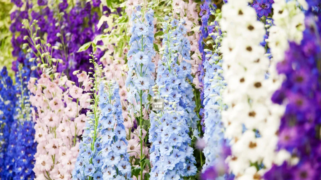 Blue Delphinium