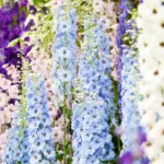 Blue Delphinium