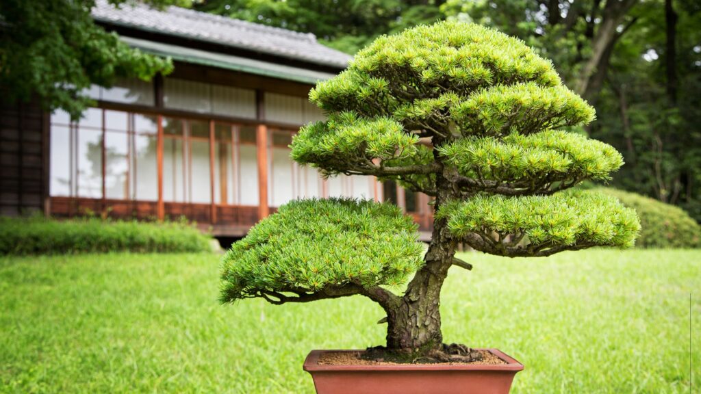 Bonsai Plants