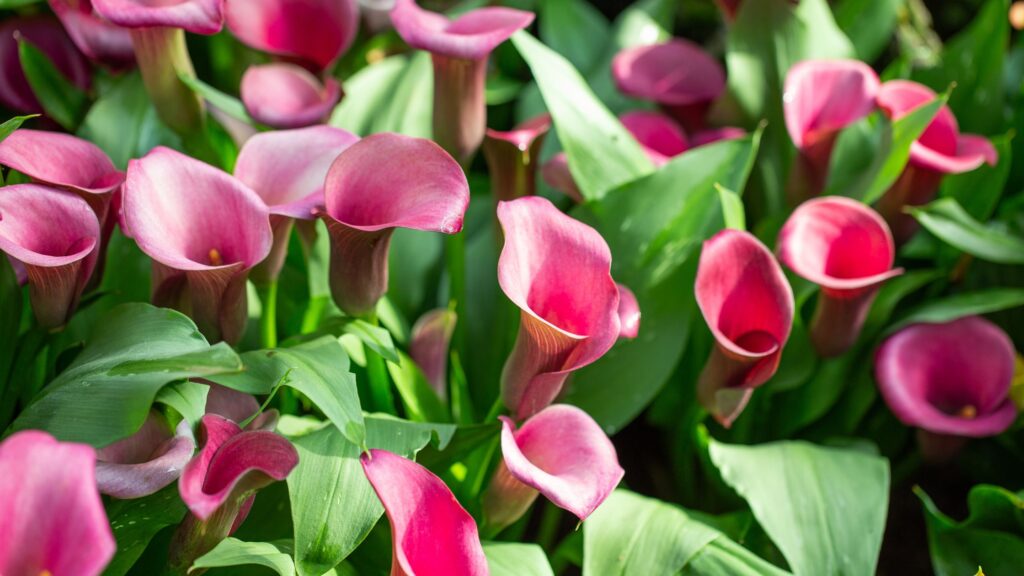 Calla Lily 