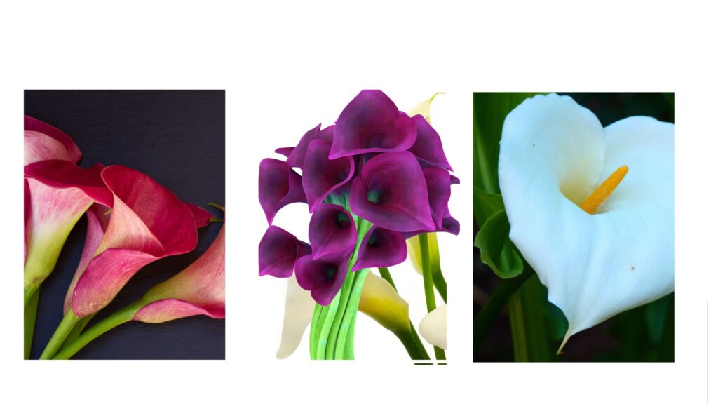 Calla Lily Varieties