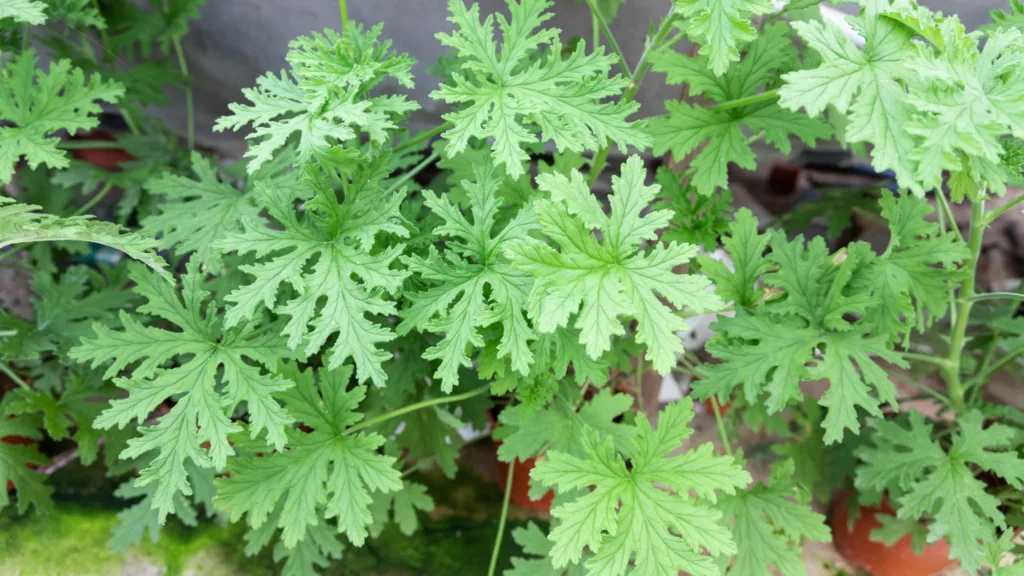 Citronella plant