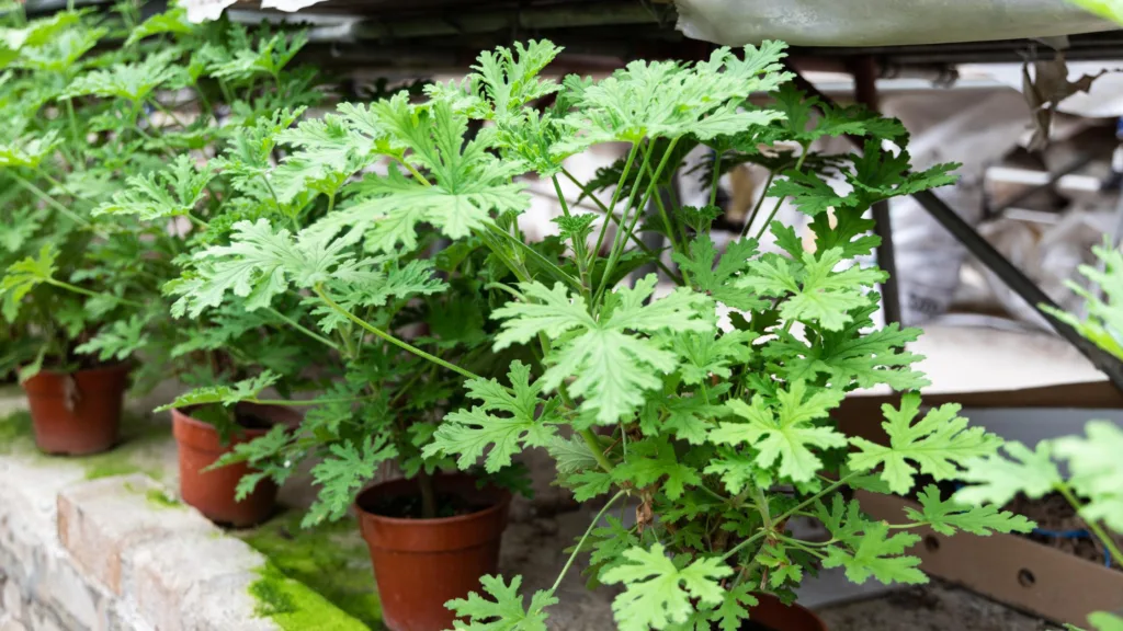 Citronella plant