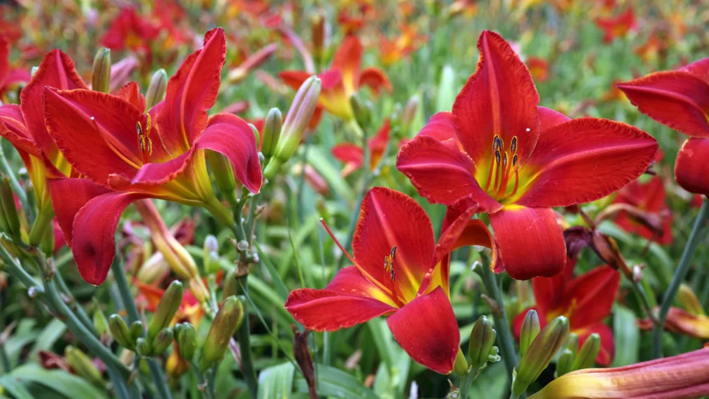 Daylilies