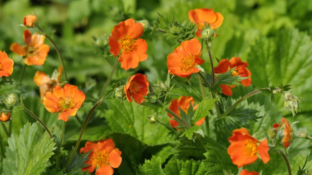 Geum leaves