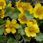 Geum plant