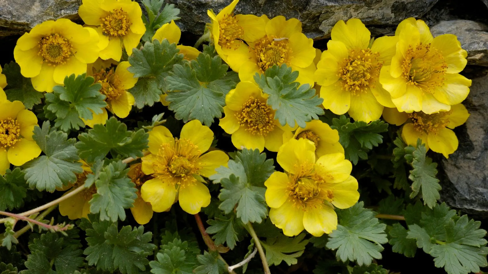 Geum plant