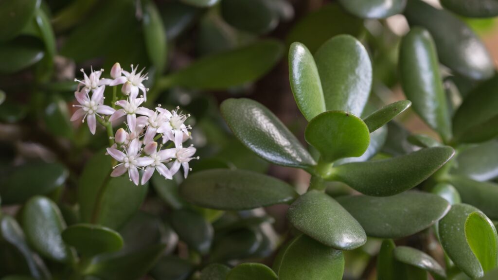 Jade Plant Flowers