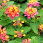 Lantana