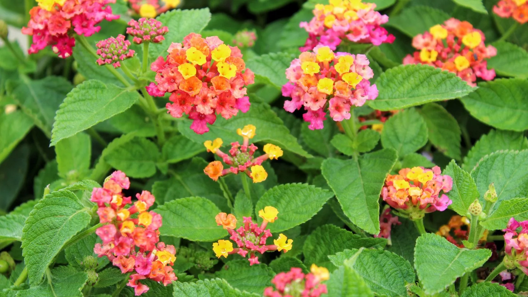 Lantana