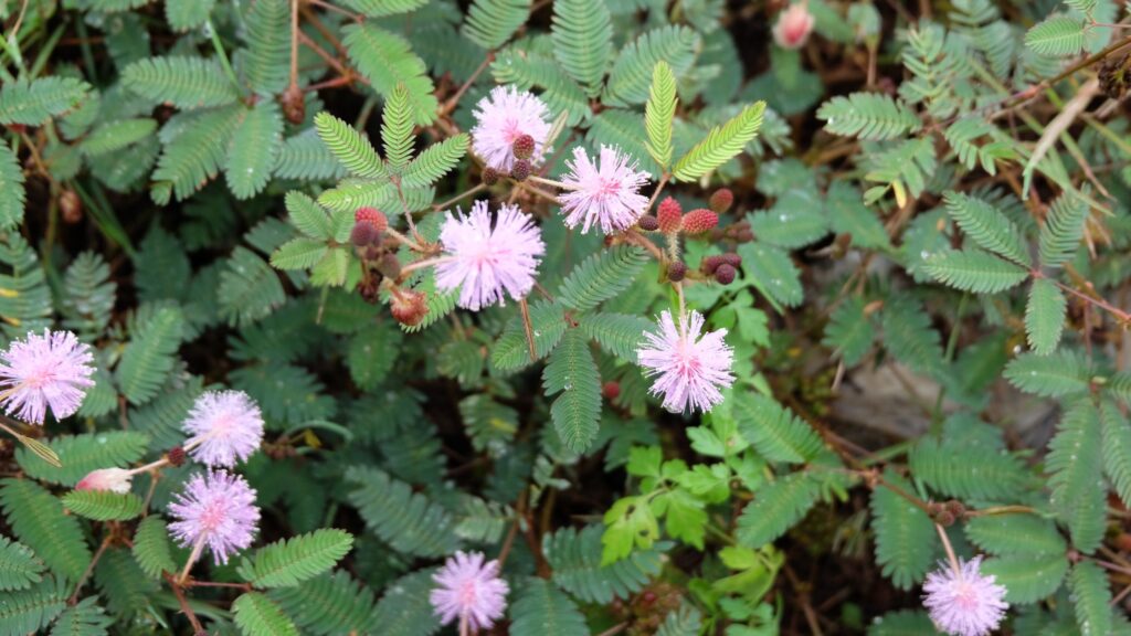 Mimosa Hostilis Plant