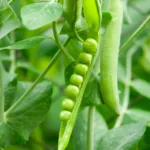 Pea Family